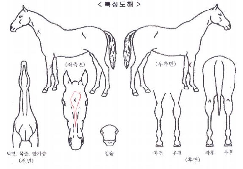 ��ī�̶���ڸ��� ����,���,�޸�,�λ�,�ٸ��� Ư¡����