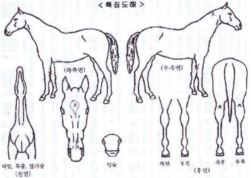 Å©¸®½ºÅоÆÀÌÀÇ Ãø¸é,¿ì¸é,µÞ¸é,µÎ»ó,´Ù¸®ÀÇ Æ¯Â¡µµÇØ