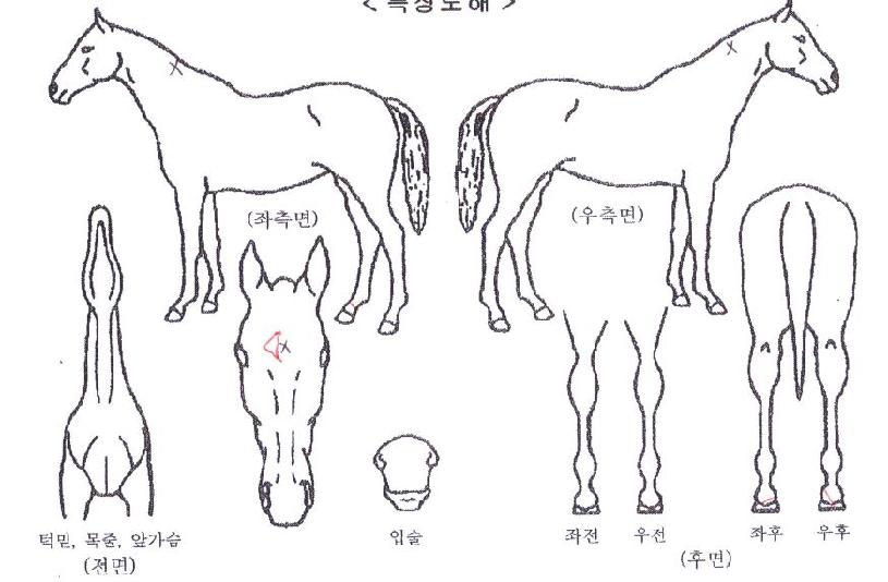 ´í¡»ø¸®ÀÚ¸¶ÀÇ Ãø¸é,¿ì¸é,µÞ¸é,µÎ»ó,´Ù¸®ÀÇ Æ¯Â¡µµÇØ