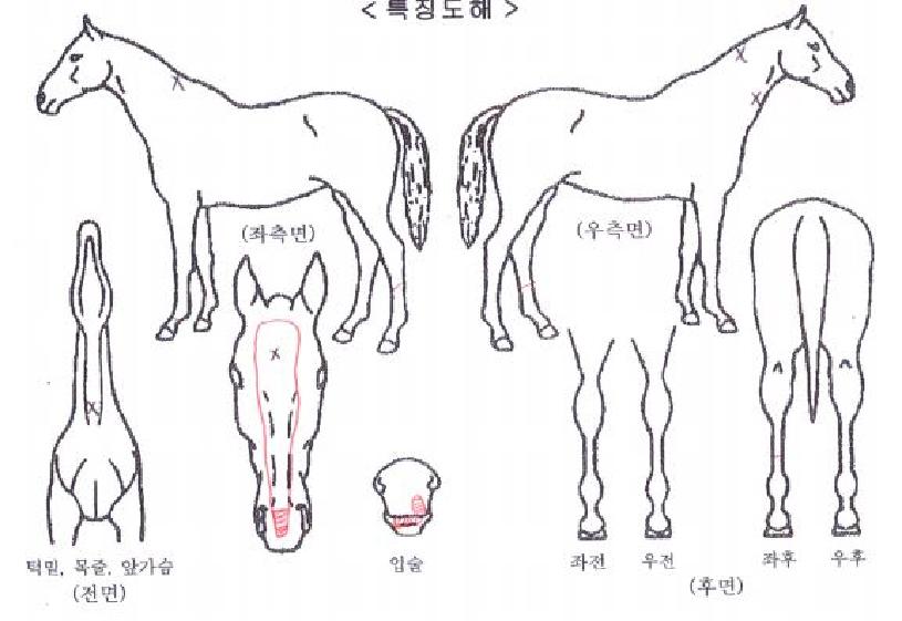 ÄÉÀÌºäÆ¼ÀÇ Ãø¸é,¿ì¸é,µÞ¸é,µÎ»ó,´Ù¸®ÀÇ Æ¯Â¡µµÇØ