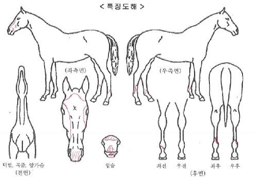 ������帲�ڸ��� ����,���,�޸�,�λ�,�ٸ��� Ư¡����