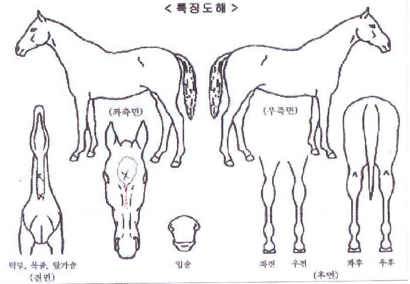 ´ÚÅͽºÆÃÀÇ Ãø¸é,¿ì¸é,µÞ¸é,µÎ»ó,´Ù¸®ÀÇ Æ¯Â¡µµÇØ