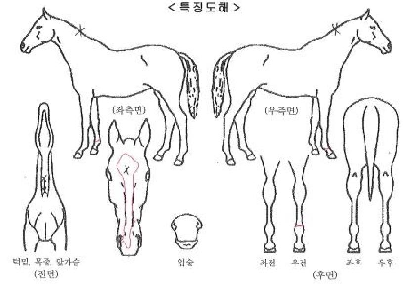 ¿îÀÌÁÁ¾ÆÀÇ Ãø¸é,¿ì¸é,µÞ¸é,µÎ»ó,´Ù¸®ÀÇ Æ¯Â¡µµÇØ