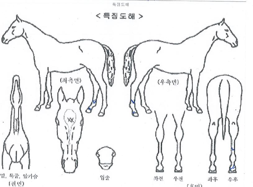 ������ô�� ����,���,�޸�,�λ�,�ٸ��� Ư¡����