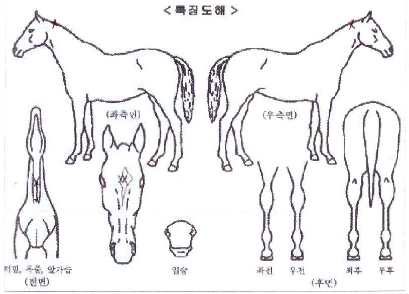 ����ũ�� ����,���,�޸�,�λ�,�ٸ��� Ư¡����