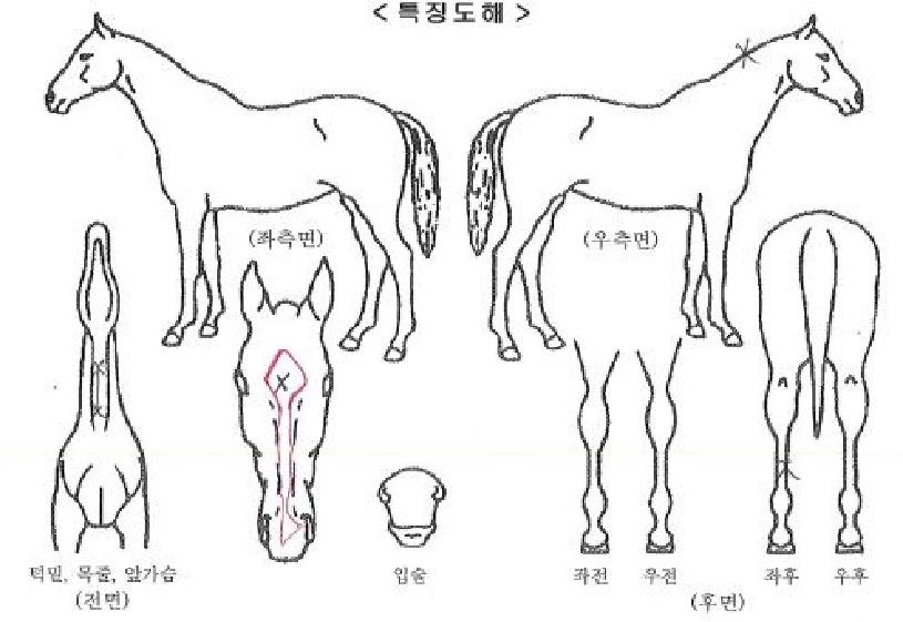 Ǫ¸¥½Å±âÀÇ Ãø¸é,¿ì¸é,µÞ¸é,µÎ»ó,´Ù¸®ÀÇ Æ¯Â¡µµÇØ