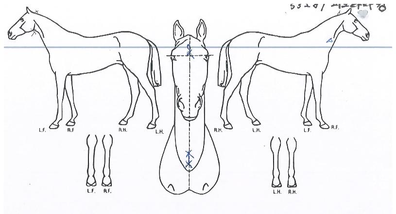 ÆÄ³ë¶ó¸¶Å·ÀÇ Ãø¸é,¿ì¸é,µÞ¸é,µÎ»ó,´Ù¸®ÀÇ Æ¯Â¡µµÇØ