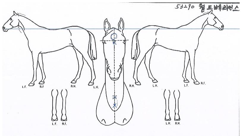 ¿ùµåº£¸®¾ð½ºÀÇ Ãø¸é,¿ì¸é,µÞ¸é,µÎ»ó,´Ù¸®ÀÇ Æ¯Â¡µµÇØ