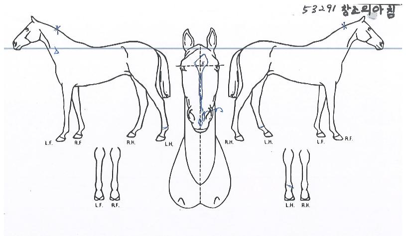 â���Ǿ�ħ�� ����,���,�޸�,�λ�,�ٸ��� Ư¡����