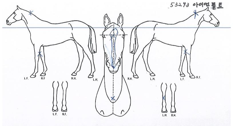 ¾ÆÀÌ¾ðº¼Æ®ÀÇ Ãø¸é,¿ì¸é,µÞ¸é,µÎ»ó,´Ù¸®ÀÇ Æ¯Â¡µµÇØ