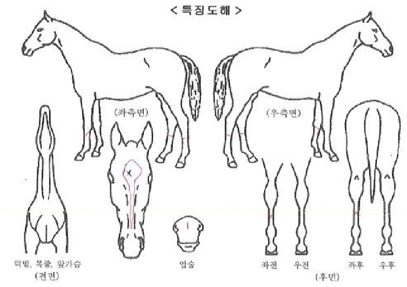 �︮������ ����,���,�޸�,�λ�,�ٸ��� Ư¡����