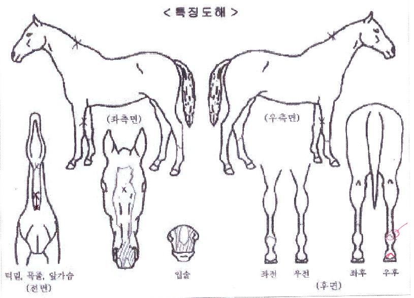 Ä·ÇÇ¿ÀÀÇ Ãø¸é,¿ì¸é,µÞ¸é,µÎ»ó,´Ù¸®ÀÇ Æ¯Â¡µµÇØ