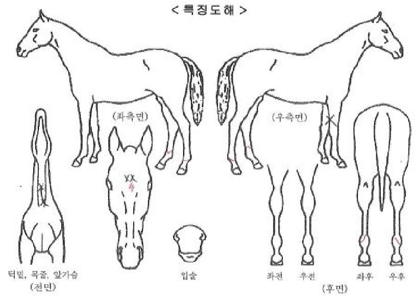 �����̾��� ����,���,�޸�,�λ�,�ٸ��� Ư¡����