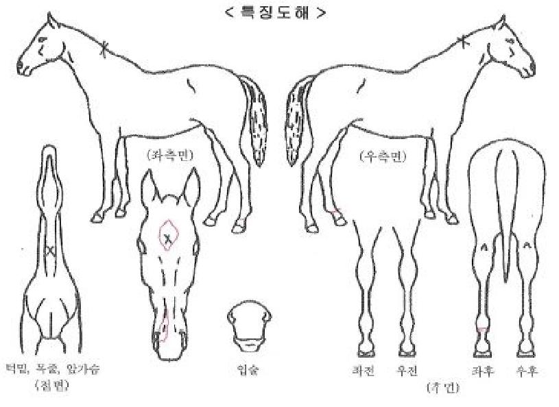 ÇØÇÇ¿©°ÉÀÚ¸¶ÀÇ Ãø¸é,¿ì¸é,µÞ¸é,µÎ»ó,´Ù¸®ÀÇ Æ¯Â¡µµÇØ