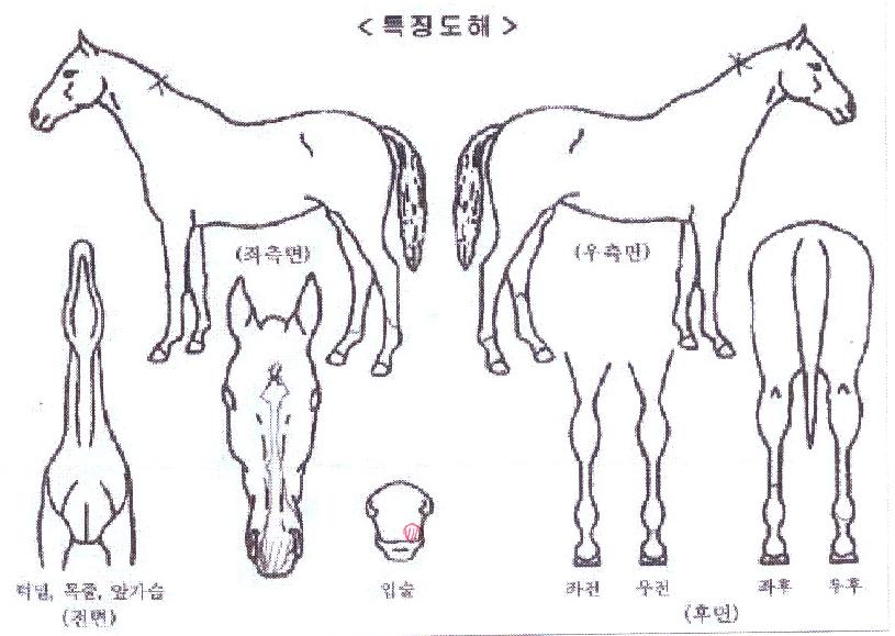 ¿ëõ¿ª¸¶ÀÇ Ãø¸é,¿ì¸é,µÞ¸é,µÎ»ó,´Ù¸®ÀÇ Æ¯Â¡µµÇØ