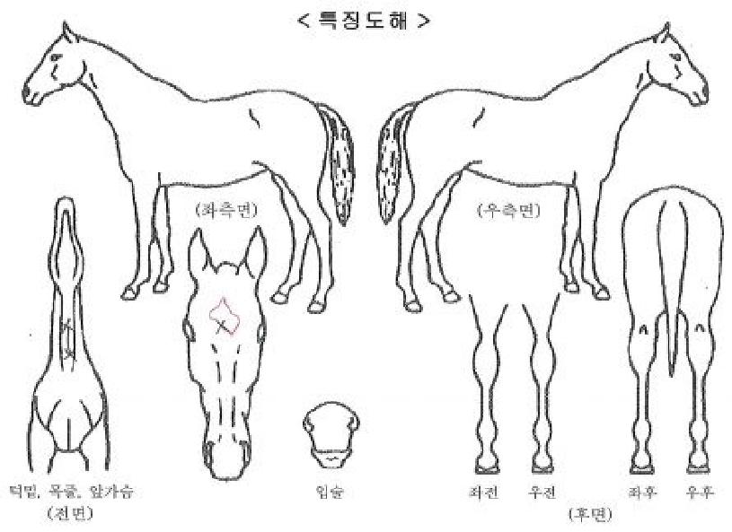 ÆÄ¿öÇ®È÷Æ®ÀÇ Ãø¸é,¿ì¸é,µÞ¸é,µÎ»ó,´Ù¸®ÀÇ Æ¯Â¡µµÇØ