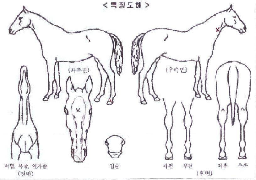 ÆÄ¿öÇ®ÅèÀÇ Ãø¸é,¿ì¸é,µÞ¸é,µÎ»ó,´Ù¸®ÀÇ Æ¯Â¡µµÇØ