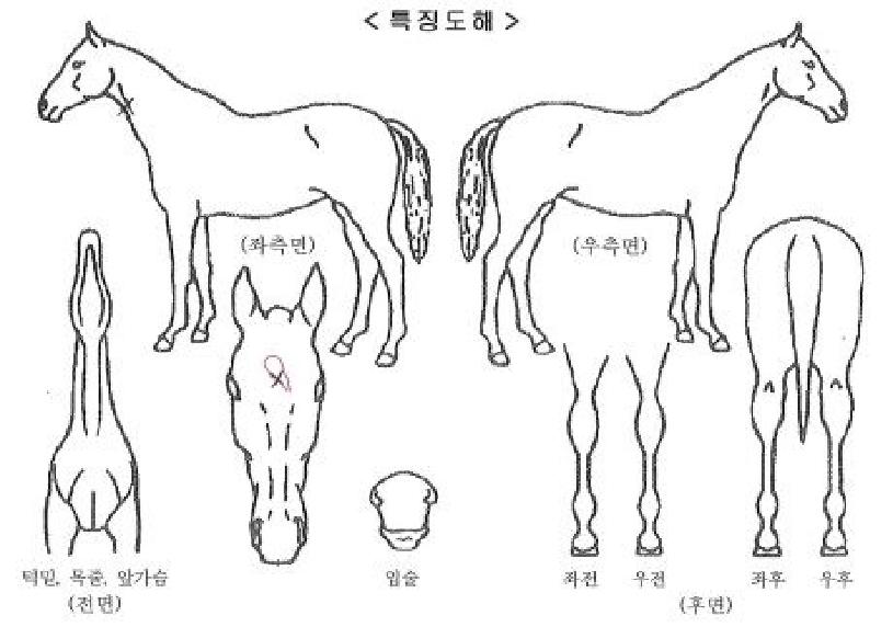 ÆÄ¿öÇ®¸Þ´ÏÇÇÀÇ Ãø¸é,¿ì¸é,µÞ¸é,µÎ»ó,´Ù¸®ÀÇ Æ¯Â¡µµÇØ