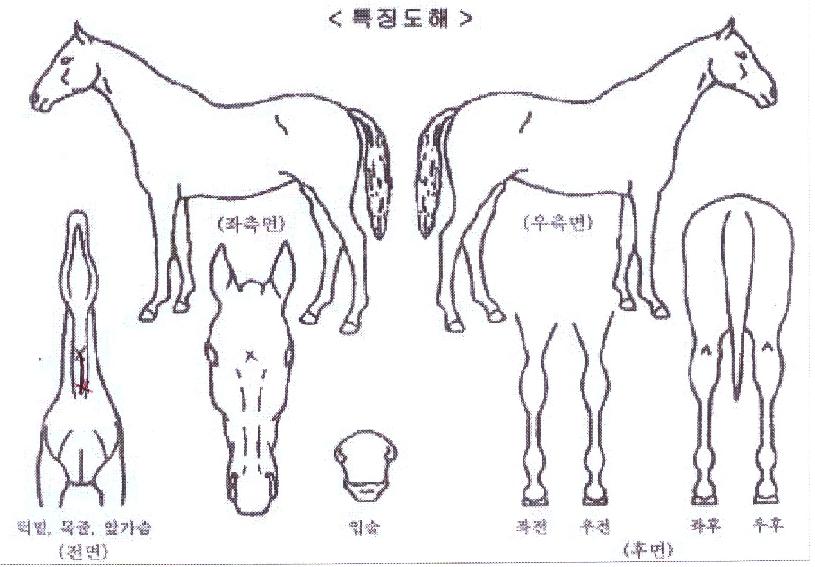 ¿ø´õÇ®ºäÀÇ Ãø¸é,¿ì¸é,µÞ¸é,µÎ»ó,´Ù¸®ÀÇ Æ¯Â¡µµÇØ