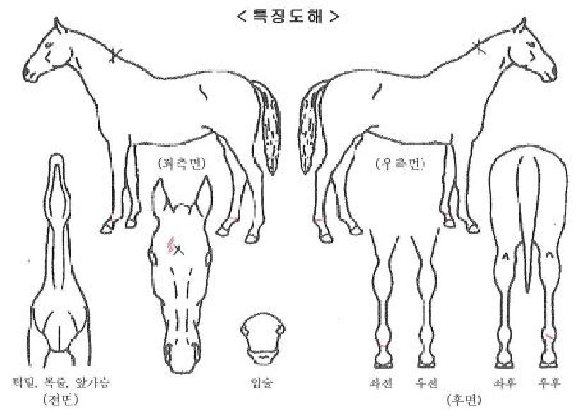 �Ŀ�Ǯ������ ����,���,�޸�,�λ�,�ٸ��� Ư¡����