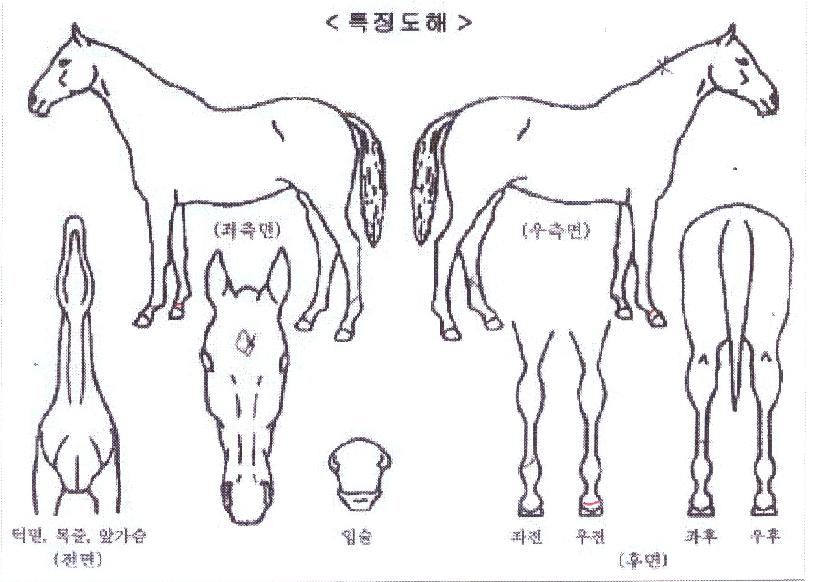 ��������ġƮ�� ����,���,�޸�,�λ�,�ٸ��� Ư¡����