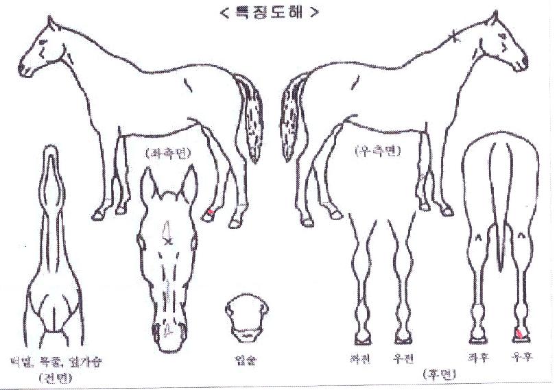 ����÷����� ����,���,�޸�,�λ�,�ٸ��� Ư¡����