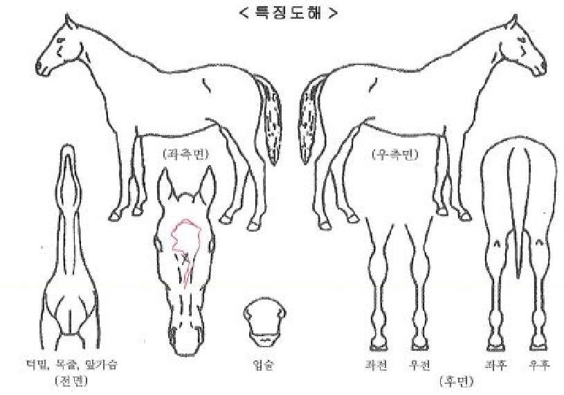 µå¸²ºí·çÀÇ Ãø¸é,¿ì¸é,µÞ¸é,µÎ»ó,´Ù¸®ÀÇ Æ¯Â¡µµÇØ