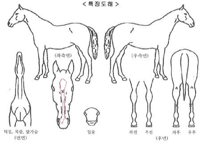 ���ڸ��� ����,���,�޸�,�λ�,�ٸ��� Ư¡����