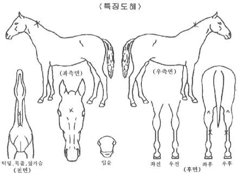 �ǹ��븮�ڸ��� ����,���,�޸�,�λ�,�ٸ��� Ư¡����