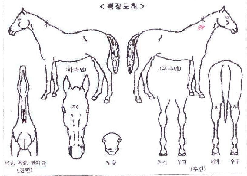 �뼺����� ����,���,�޸�,�λ�,�ٸ��� Ư¡����
