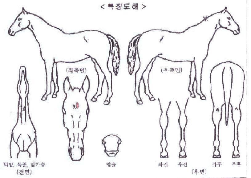 �÷���Ʈ���� ����,���,�޸�,�λ�,�ٸ��� Ư¡����