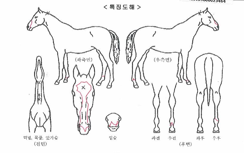 ¸Þ¸®Æ®¼±»þÀÎÀÇ Ãø¸é,¿ì¸é,µÞ¸é,µÎ»ó,´Ù¸®ÀÇ Æ¯Â¡µµÇØ