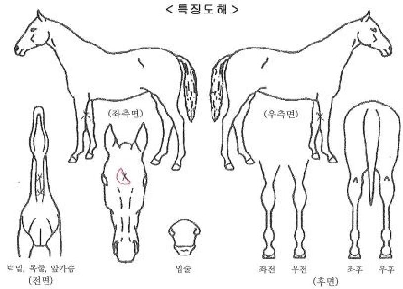 ȭ��Ʈ�÷����� ����,���,�޸�,�λ�,�ٸ��� Ư¡����