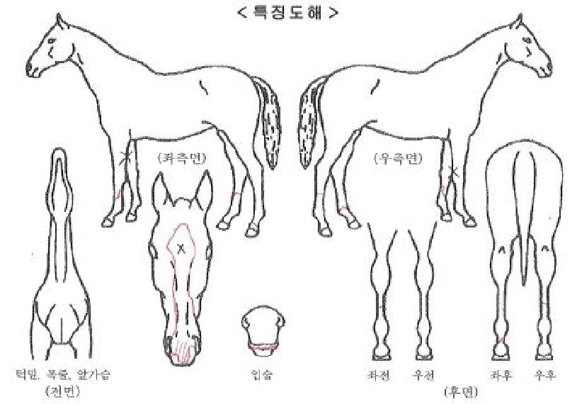 ������� ����,���,�޸�,�λ�,�ٸ��� Ư¡����