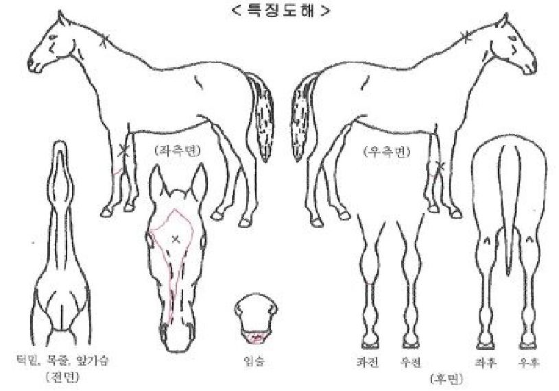 Æ÷¿¡¹ö·ÎµåÀÇ Ãø¸é,¿ì¸é,µÞ¸é,µÎ»ó,´Ù¸®ÀÇ Æ¯Â¡µµÇØ