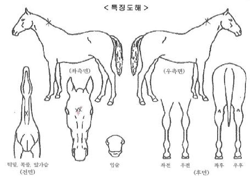 ¿îÁÖÆÛÆåÆ®ÀÇ Ãø¸é,¿ì¸é,µÞ¸é,µÎ»ó,´Ù¸®ÀÇ Æ¯Â¡µµÇØ