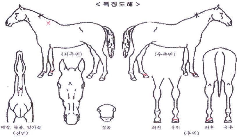 ´ë¼ºÈ÷Æ®ÀÇ Ãø¸é,¿ì¸é,µÞ¸é,µÎ»ó,´Ù¸®ÀÇ Æ¯Â¡µµÇØ