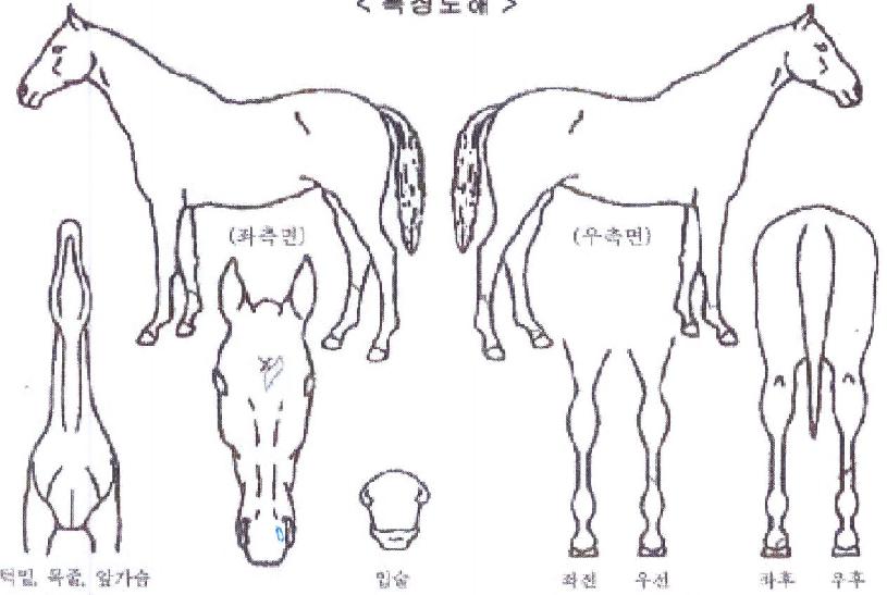 ¼±´õ°¡ÀÌÀÇ Ãø¸é,¿ì¸é,µÞ¸é,µÎ»ó,´Ù¸®ÀÇ Æ¯Â¡µµÇØ