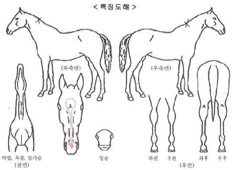 ¼±ÍÅ©·¹½ºÆ®ÀÇ Ãø¸é,¿ì¸é,µÞ¸é,µÎ»ó,´Ù¸®ÀÇ Æ¯Â¡µµÇØ