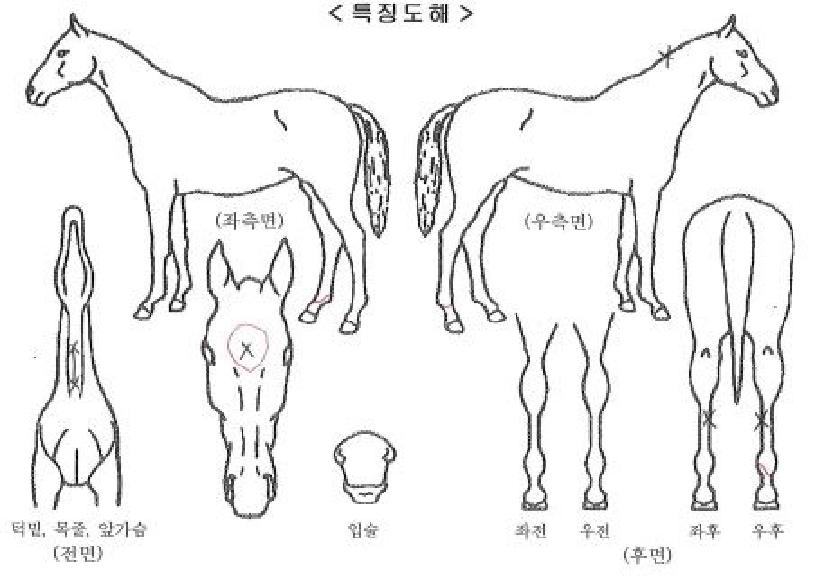 ¿ÍÀϵåÁ¡ÇÁÀÇ Ãø¸é,¿ì¸é,µÞ¸é,µÎ»ó,´Ù¸®ÀÇ Æ¯Â¡µµÇØ