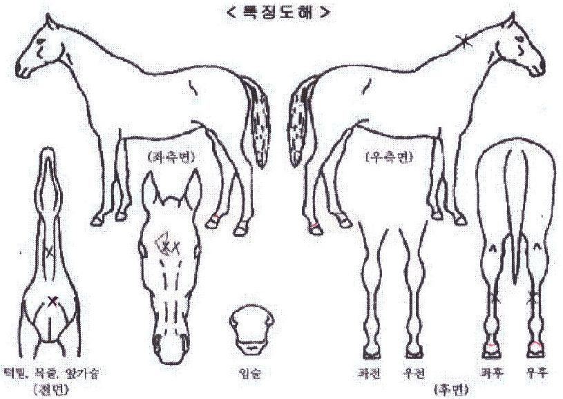 ����ũ���̽��� ����,���,�޸�,�λ�,�ٸ��� Ư¡����