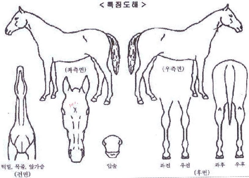 �۴Ͽ��ϵ��� ����,���,�޸�,�λ�,�ٸ��� Ư¡����