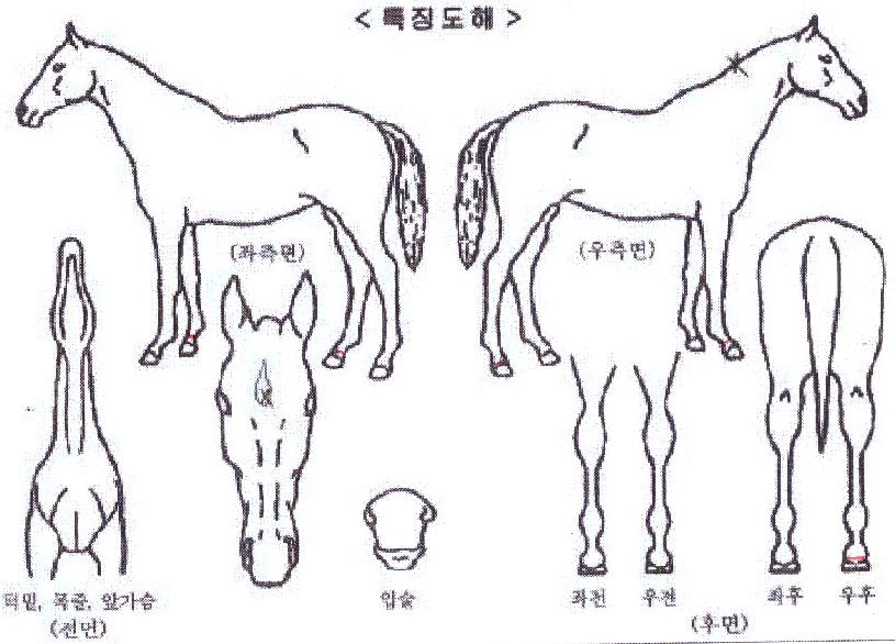 Ç÷¡½ÃÅõ¹ÌÀÇ Ãø¸é,¿ì¸é,µÞ¸é,µÎ»ó,´Ù¸®ÀÇ Æ¯Â¡µµÇØ