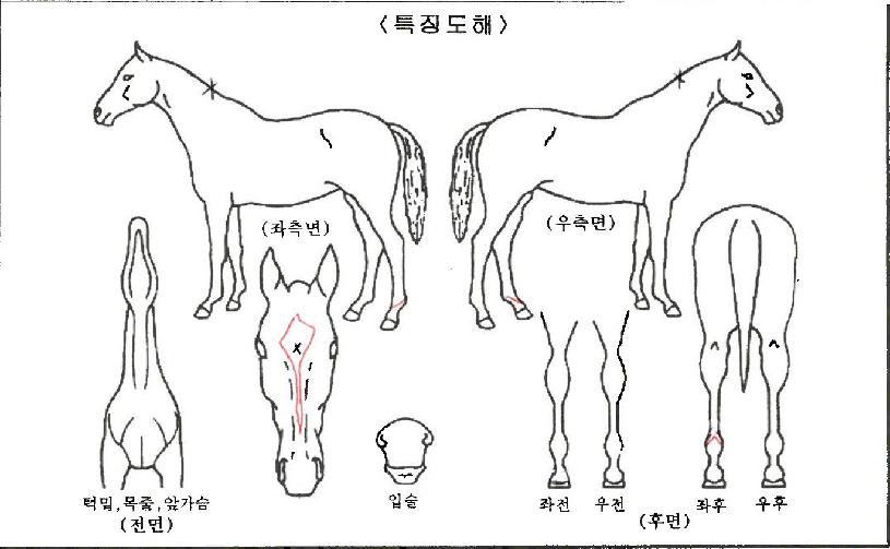 ���ʷ����ڸ��� ����,���,�޸�,�λ�,�ٸ��� Ư¡����