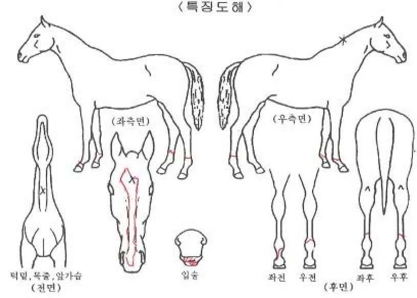 ¼ºÎ¸®³ªÀÇ Ãø¸é,¿ì¸é,µÞ¸é,µÎ»ó,´Ù¸®ÀÇ Æ¯Â¡µµÇØ