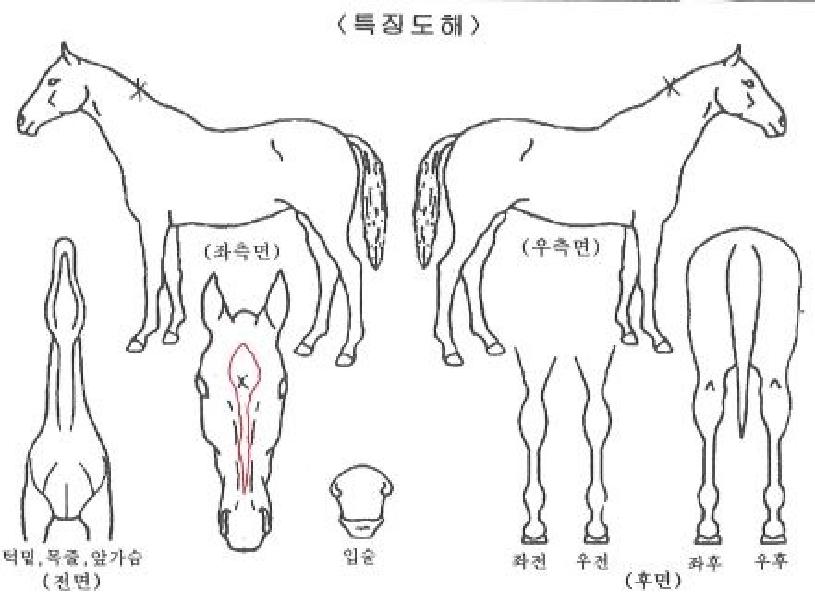 �������ڸ��� ����,���,�޸�,�λ�,�ٸ��� Ư¡����