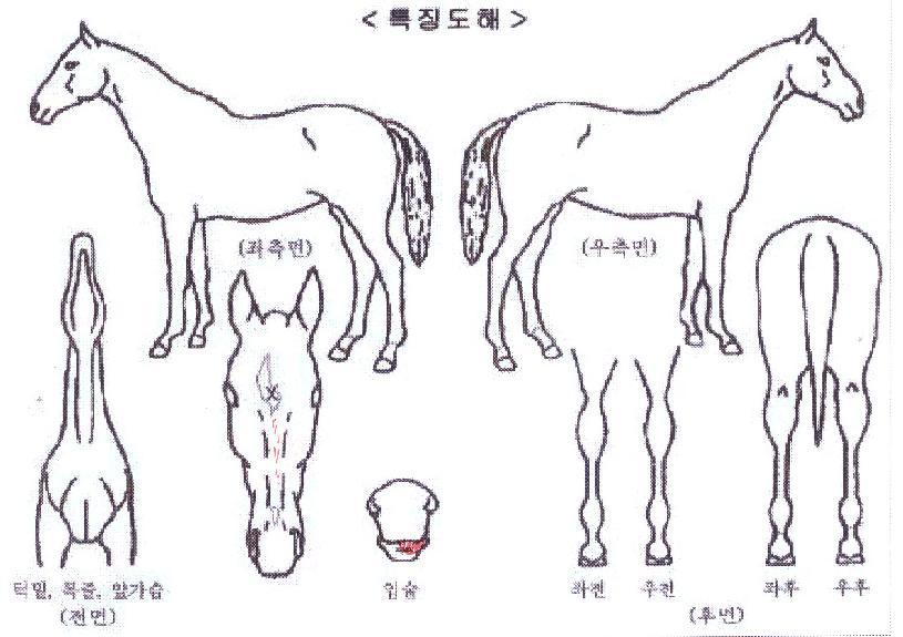 è���ǿ����� ����,���,�޸�,�λ�,�ٸ��� Ư¡����