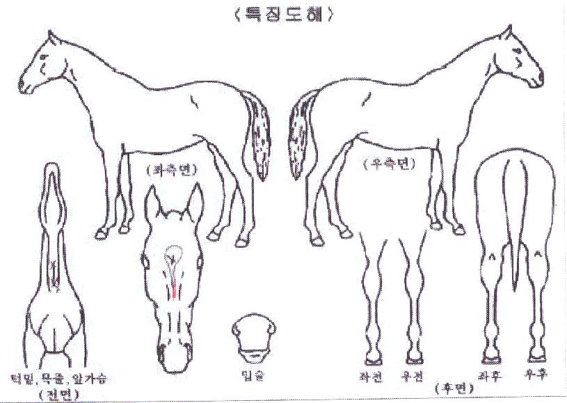 �����ǲ��� ����,���,�޸�,�λ�,�ٸ��� Ư¡����