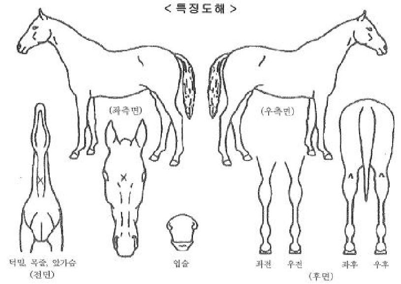 ����Ƚ����ڸ��� ����,���,�޸�,�λ�,�ٸ��� Ư¡����