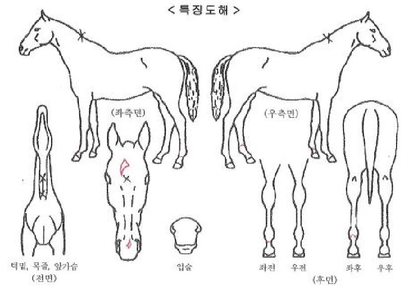 ºí·ç¸¶½ºÅ¸ÀÚ¸¶ÀÇ Ãø¸é,¿ì¸é,µÞ¸é,µÎ»ó,´Ù¸®ÀÇ Æ¯Â¡µµÇØ